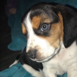 Meet your Posher, Mia